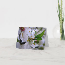 White Cherry Blossoms Note Kaart