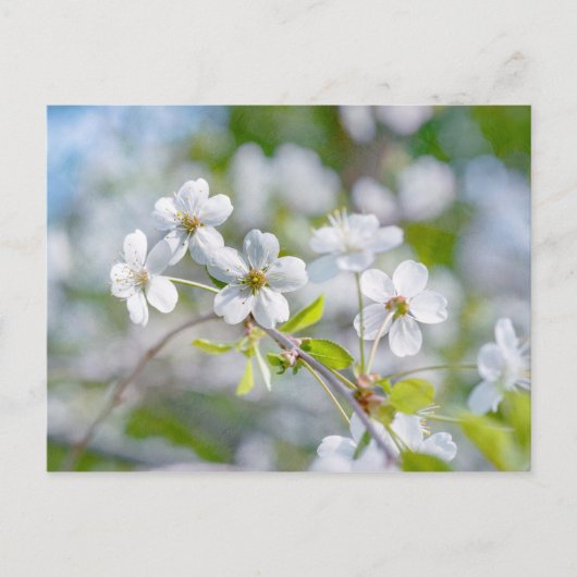 White Cherry Flower Briefkaart (Voorkant)