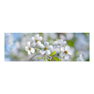 White Cherry Flower Foto Afdruk