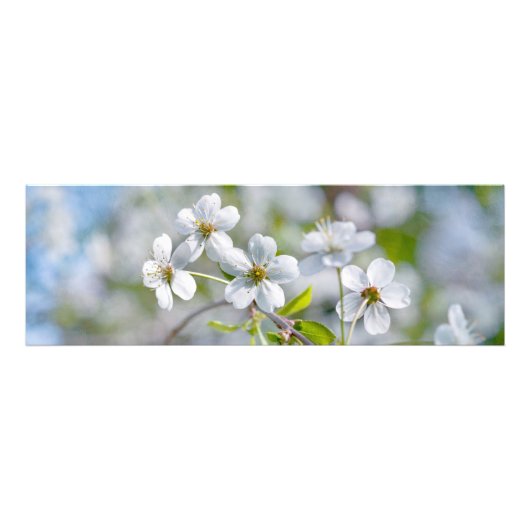 White Cherry Flower Foto Afdruk (Voorkant)