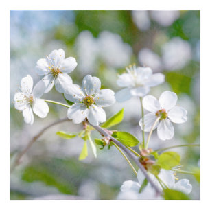 White Cherry Flower Foto Afdruk