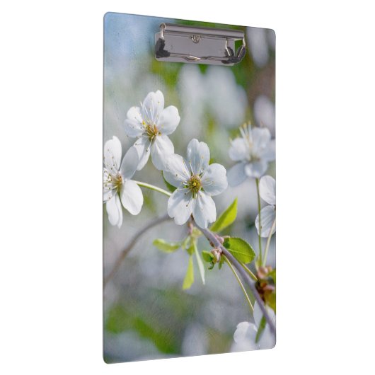 White Cherry Flower Klembord (Rechts)