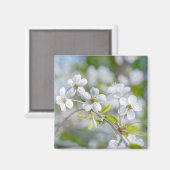White Cherry Flower Magneet (Voorkant / Achterkant)