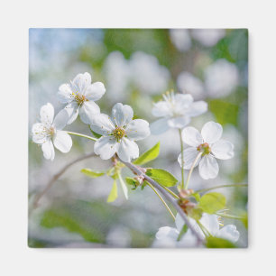 White Cherry Flower Magneet