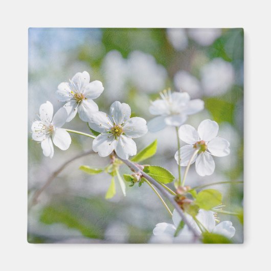 White Cherry Flower Magneet (Voorkant)