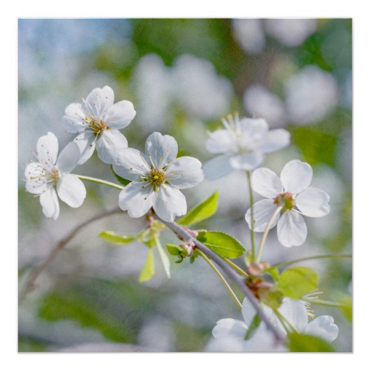 White Cherry Flower Poster (Voorkant)