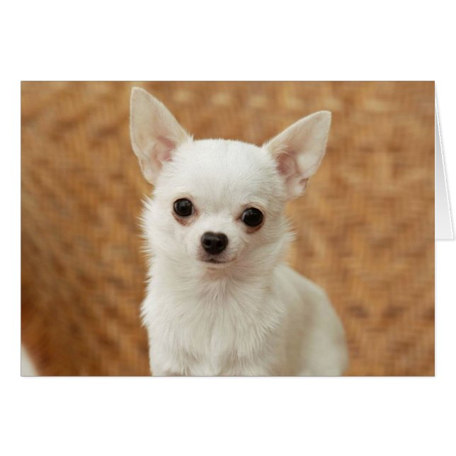 White Chihuahua (Voorkant Horizontaal)