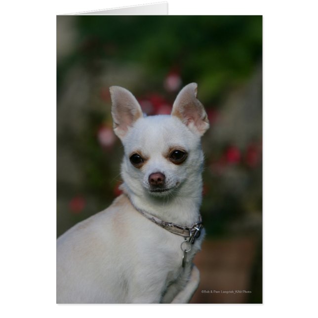 White Chihuahua (Voorkant)