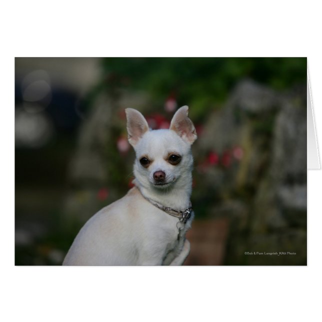 White Chihuahua (Voorkant Horizontaal)