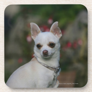 White Chihuahua Bier Onderzetter