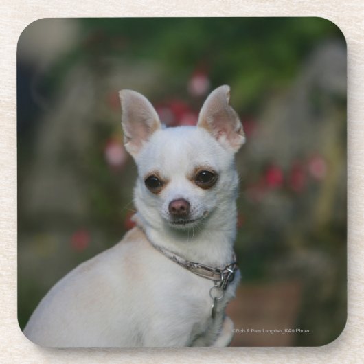 White Chihuahua Bier Onderzetter (Voorkant)