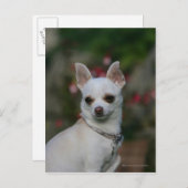 White Chihuahua Briefkaart (Voorkant / Achterkant)