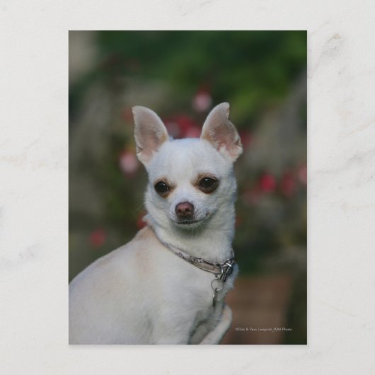 White Chihuahua Briefkaart (Voorkant)