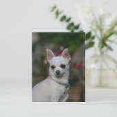 White Chihuahua Briefkaart (Staand voorkant)
