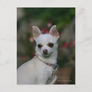 White Chihuahua Briefkaart