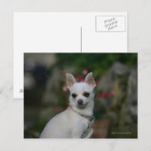 White Chihuahua Briefkaart (Voorkant / Achterkant)