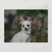 White Chihuahua Briefkaart (Voorkant)