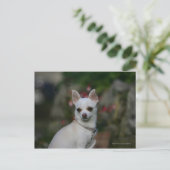 White Chihuahua Briefkaart (Staand voorkant)