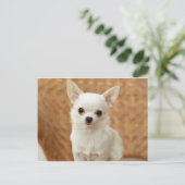 White Chihuahua Briefkaart (Staand voorkant)