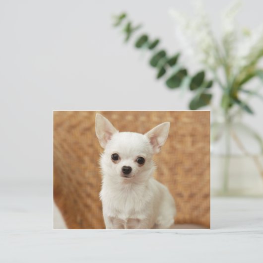 White Chihuahua Briefkaart (Staand voorkant)