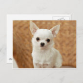 White Chihuahua Briefkaart (Voorkant / Achterkant)