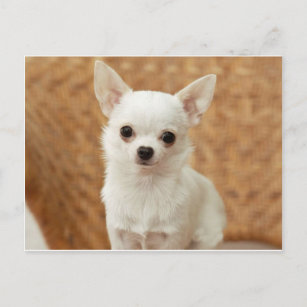 White Chihuahua Briefkaart