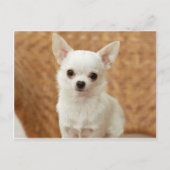 White Chihuahua Briefkaart (Voorkant)