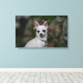 White Chihuahua Canvas Afdruk (Insitu (Houten vloer))