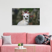 White Chihuahua Canvas Afdruk (Insitu (Woonkamer))