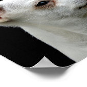 White Chihuahua Head op zwarte achtergrond Poster (Hoek)