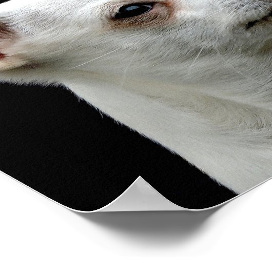 White Chihuahua Head op zwarte achtergrond Poster (Hoek)