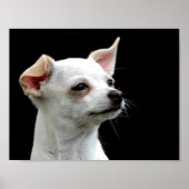 White Chihuahua Head op zwarte achtergrond Poster (Voorkant)