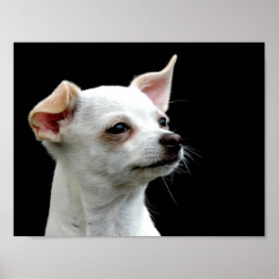 White Chihuahua Head op zwarte achtergrond Poster