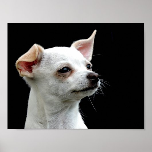 White Chihuahua Head op zwarte achtergrond Poster (Voorkant)