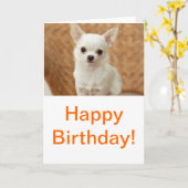 White Chihuahua Kaart (Gele Bloem)