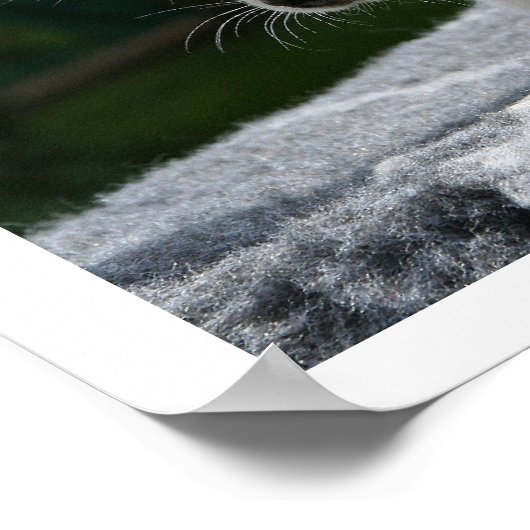 White Chihuahua Lying in Sun Poster (Hoek)