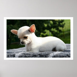 White Chihuahua Lying in Sun Poster