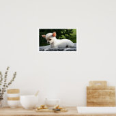 White Chihuahua Lying in Sun Poster (Keuken)