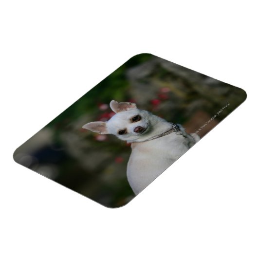 White Chihuahua Magneet (Linkerzijde)
