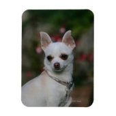 White Chihuahua Magneet (Verticaal)