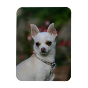 White Chihuahua Magneet