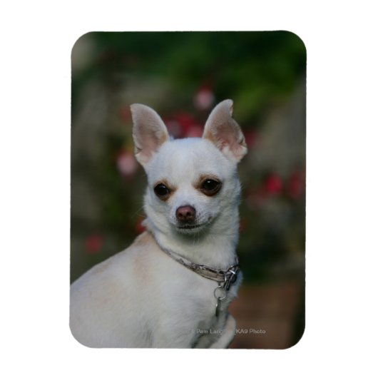 White Chihuahua Magneet (Verticaal)