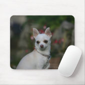 White Chihuahua Muismat (Met muis)