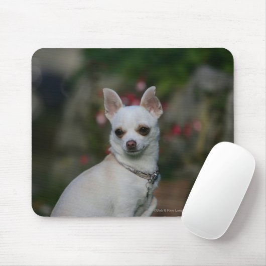 White Chihuahua Muismat (Met muis)