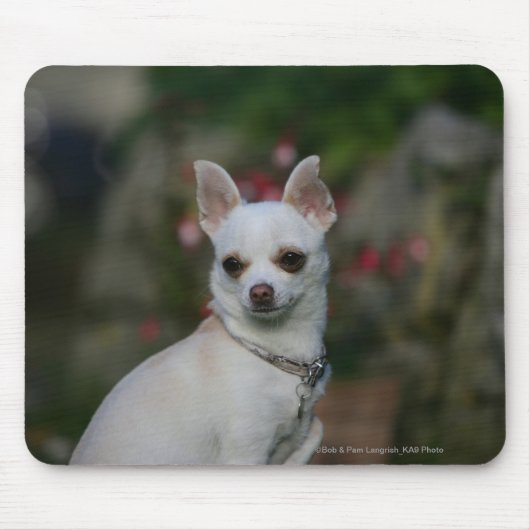 White Chihuahua Muismat (Voorkant)