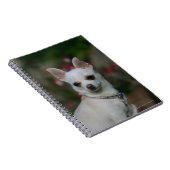 White Chihuahua Notitieboek (Rechterzijde)