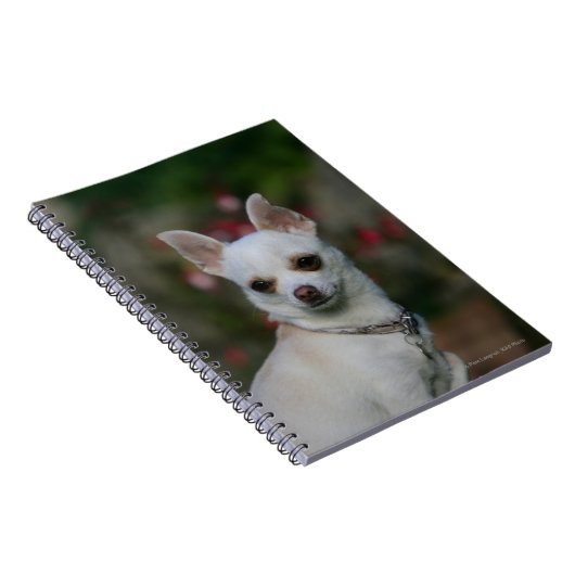 White Chihuahua Notitieboek (Rechterzijde)