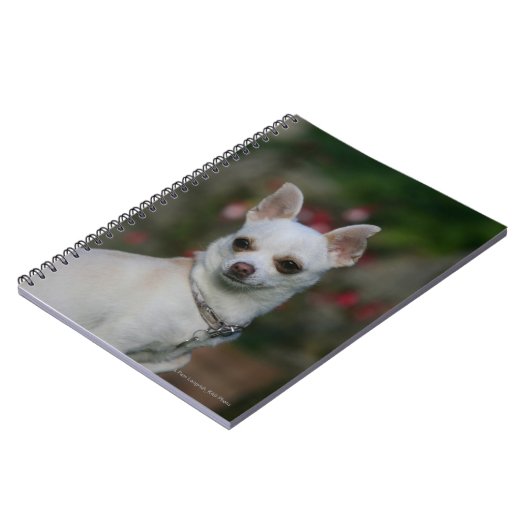 White Chihuahua Notitieboek (Linkerzijde)