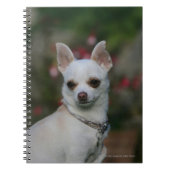 White Chihuahua Notitieboek (Voorkant)
