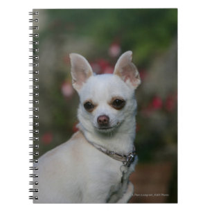 White Chihuahua Notitieboek